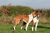 BASENJI 081